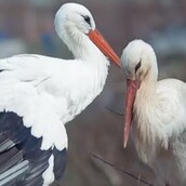 Αυτός ο πελαργός ταξιδεύει κάθε χρόνο 14.500 χλμ. για να δει το ταίρι του που δεν μπορεί να πετάξει