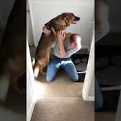 Αγάπη είναι αυτός ο σκύλος που λιώνει όταν βλέπει μετά από μήνες τον ιδιοκτήτη του