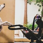 10 νέες φωτογραφίες απ' τα τέλεια ζώα των αναγνωστών μας #446
