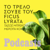 Πώς ο ficus lyrata έφτασε από το Καμερούν στo σπίτι μας;