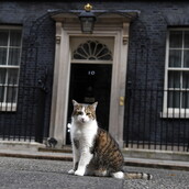 Ο γάτος της Ντάουνινγκ Στριτ