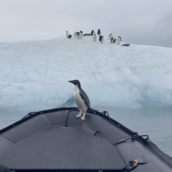 Ανταρκτική: Πιγκουίνος πήδηξε μέσα σε βάρκα για να γλιτώσει από φώκια
