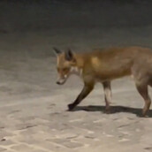Αλεπού κάνει βόλτα κάτω από την Ακρόπολη
