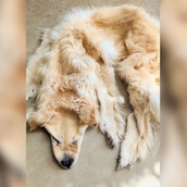 Νεκρός σκύλος μετατράπηκε σε χαλάκι