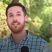 Παπαγάλος κλέβει ακουστικό