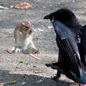 Αρουραίος-νίντζα με κοράκι