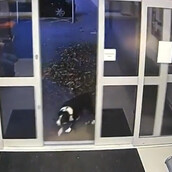 Σκύλος ξέφυγε από τον ιδιοκτήτη του και πήγε σε αστυνομικό τμήμα -Έτσι, τον εντόπισαν από την ταυτότητά του