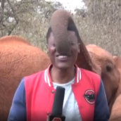 Ελέφαντας «χαϊδεύει» με την προβοσκίδα δημοσιογράφο, που προσπαθεί να κάνει ρεπορτάζ