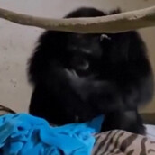 μαμά-χιμπατζής αγκαλιάζει το μωρό της