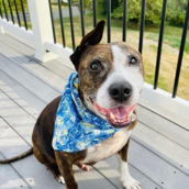 Van Gogh: Ο σκύλος με το ένα αυτί, που κανένας δεν ήθελε να υιοθετήσει- Μέχρι που άρχισε να ζωγραφίζει