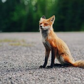 Πάτρα: Κρεμασμένη και φιμωμένη αλεπού στο Παναχαϊκό όρος