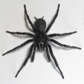 Bρέθηκε η μεγαλύτερη και πιο δηλητηριώδης αράχνη στον κόσμο