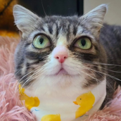 Διαδικτυακή φρενίτιδα για τη γάτα που μοιάζει με την Έμα Στόουν