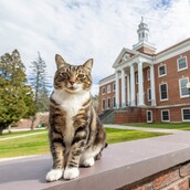 Ένας γάτος με το όνομα Μαξ κατάφερε να πάρει διδακτορικό από το Πανεπιστήμιο του Βερμόντ