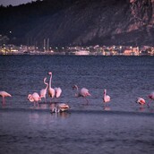 Κοπάδι Φλαμίνγκο «διανυκτέρευσε» σε υγροβιότοπο του Ναυπλίου και «χάρισε» μοναδικές εικόνες