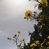 Ο καιρός σήμερα: Παραμένουν η ζέστη και η αφρικανική σκόνη - Πότε αναμένεται η πτώση της θερμοκρασίας
