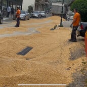Γέμισε καλαμπόκι ο κεντρικός δρόμος της Αμφιλοχίας