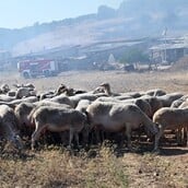 Νέοι αποκαλυπτικοί διάλογοι για τον ΟΠΕΚΕΠΕ: Αναφορές σε υπουργούς, «ταρίφες» και χειραγώγηση ελέγχων