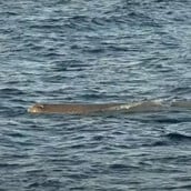 Εντοπίστηκε φάλαινα φυσητήρας κοντά στις ακτές του Άστρους Κυνουρίας