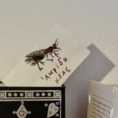 Αποκαλόκαιρο στο Ατελιέ του Αλέκου Φασιανού στην Κέα