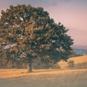 Πώς μια βελανιδιά ηλικίας 800 ετών, μπορεί να βοηθήσει στη διάσωση των δασών