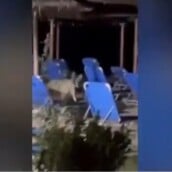 Χαλκιδική: Νέα επίθεση του λύκου σε γυναίκα που έβγαζε βόλτα τον σκύλο της