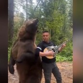 Έλληνας μουσικός στη Ρωσία παίζει μπουζούκι παρέα με μια αρκούδα - «Δεν είναι τεχνητή νοημοσύνη»