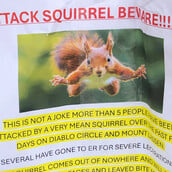 Καλιφόρνια: «Πολύ κακός σκίουρος» επιτέθηκε και έστειλε στα επείγοντα δύο ανθρώπους