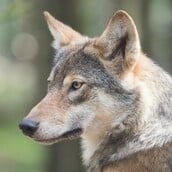 Τι εξηγεί η «Καλλιστώ» για την αυξανόμενη παρουσία λύκων κοντά σε κατοικημένες περιοχές