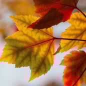 Καλλιάνος: «Αναμένεται ήπιος καιρός ως τις αρχές Νοέμβρη»