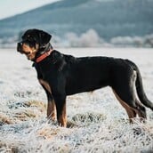 ΡΟΤΒΑΙΛΕΡ ΕΠΙΘΕΣΗ ΚΑΛΑΜΑΤΑ
