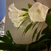 Ο χάρτης μου τώρα