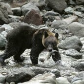Η Ιαπωνία αναπτύσσει στρατό για να να κυνηγήσει τις αρκούδες