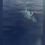 ΛΕΥΚΟΣ ΚΑΡΧΑΡΙΑΣ ΚΑΡΠΑΘΟΣ