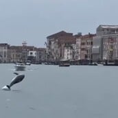 ΔΕΛΦΙΝΙ ΒΕΝΕΤΙΑ ΠΛΑΤΕΙΑ ΑΓΙΟΥ ΜΑΡΚΟΥ