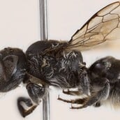 ΜΕΛΙΣΣΑ ΝΕΟ ΕΙΔΟΣ ΛΟΥΣΙΦΕΡ ΔΙΑΒΟΛΟΣ