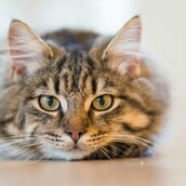 ΔΟΝΟΥΣΑ ΓΑΤΑ