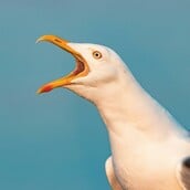 Η κραυγή είναι ο καλύτερος τρόπος για να διώξεις τους γλάρους