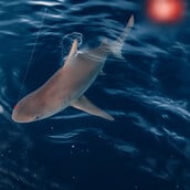 ΑΡΓΟΛΙΔΑ ΚΑΡΧΑΡΙΑΣ