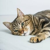 ΔΟΝΟΥΣΑ ΓΑΤΑ