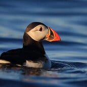 ΓΙΑ ΣΚ- Η φρατερκούλα του Ατλαντικού επέστρεψε στο Isle of Muck για πρώτη φορά μετά από 25 χρόνια