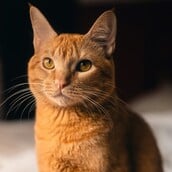 ΓΑΛΛΙΑ ΓΑΤΑ