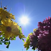 Καιρός - Τσατραφύλλιας: Έρχεται θερμή εισβολή με σκόνη και υψηλές θερμοκρασίες