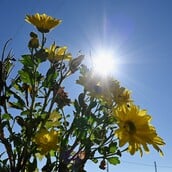 Καιρός: Ηλιοφάνεια και υψηλές θερμοκρασίες σε όλη τη χώρα σήμερα