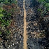 Αμαζόνιος: Το τροπικό δάσος στη Βραζιλία κινδυνεύει με περαιτέρω αποψίλωση 