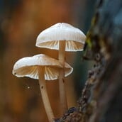 ΜΑΝΙΤΑΡΙΑ ΖΕΥΓΑΡΙ ΕΔΕΣΣΑ