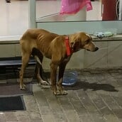 Μεγαλόπολη: Σκύλος τυλιγμένος με πλαστική σακούλα βρέθηκε σε κάδο απορριμάτων