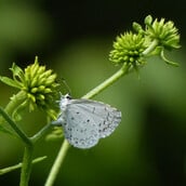 ΣΚ - Σχεδόν 3.000 είδη ζωντανών οργανισμών κινδυνεύουν με εξαφάνιση στην Ουαλία