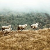 ΝΕΟ ΕΠΙΔΟΜΑ ΚΤΗΝΟΤΡΟΦΟΙ