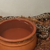 ΟΧΙΑ ΜΑΡΟΥΣΙ